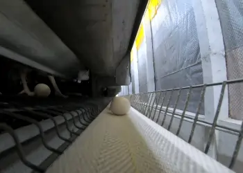 Nesting Comfort, Egg-cellent Results: