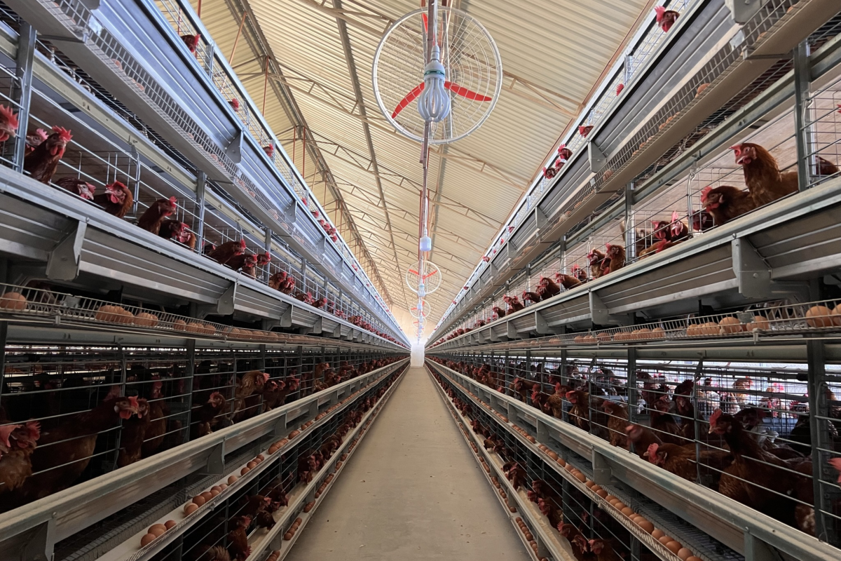 Why is Automated Egg Collection a Revolution in Poultry Farming?