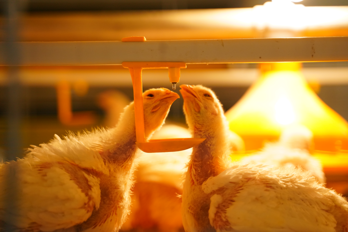 The Importance of Managing Nipple Drinking Systems for Poultry Farming