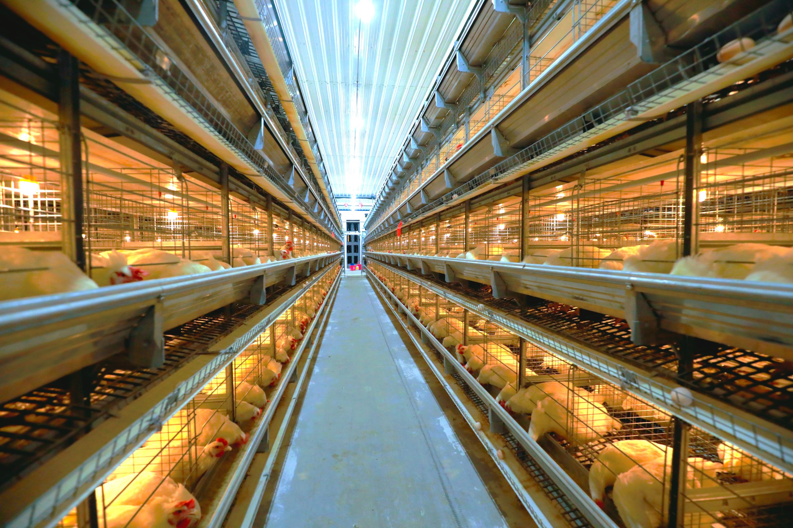 Third photo- Why Choose Gartech Equipments for Poultry Breeders